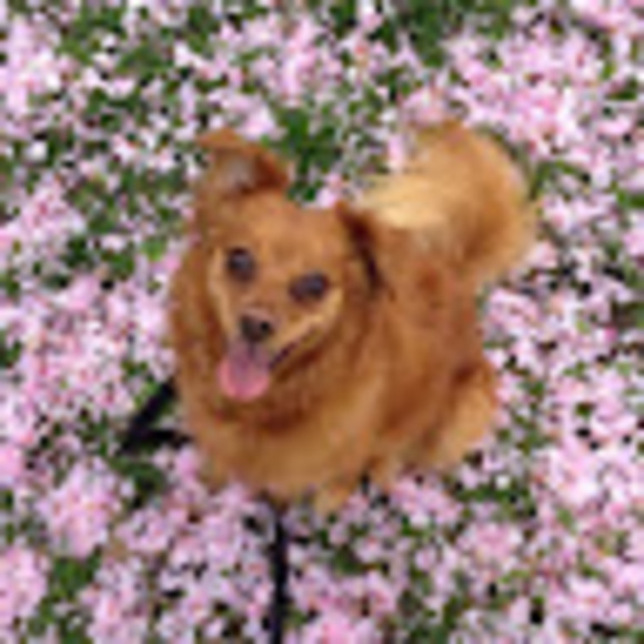 Meet your Posher, J - Picture 1 of 1